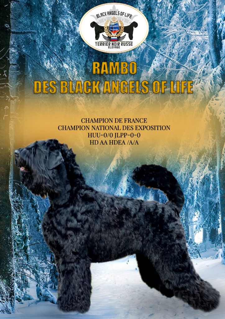 CH. Rambo Black Of Angels Life