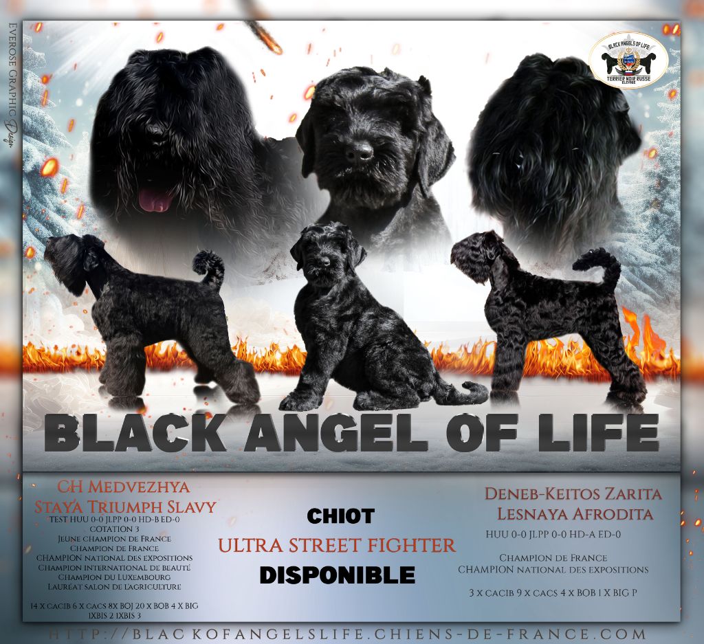 Black Of Angels Life - Ultra street fighter disponible