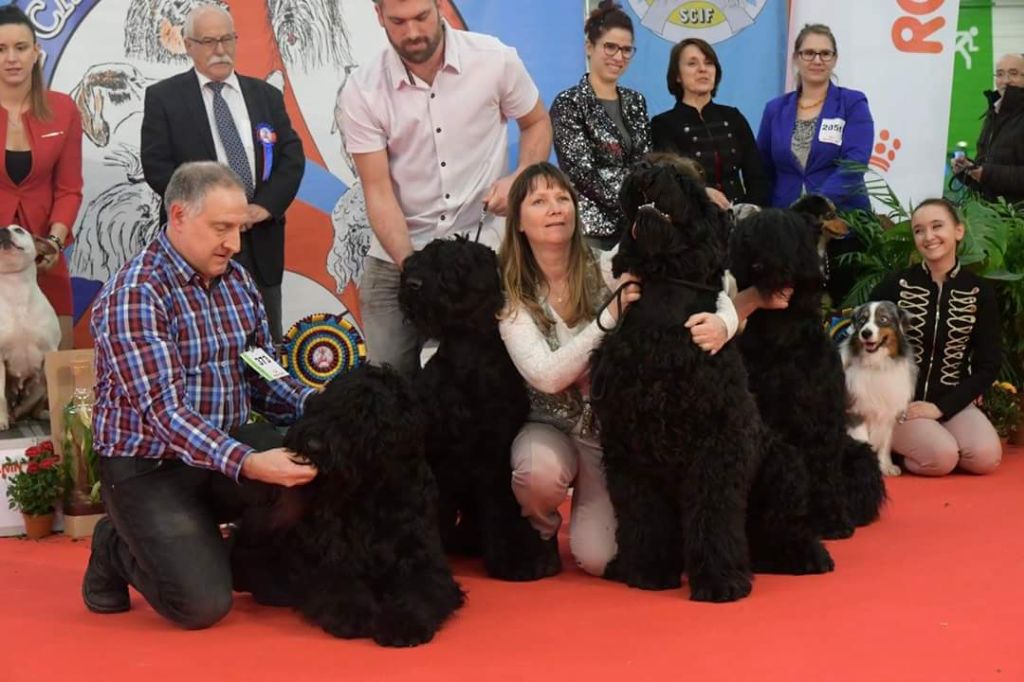 Black Of Angels Life - Paris dog show 2018 