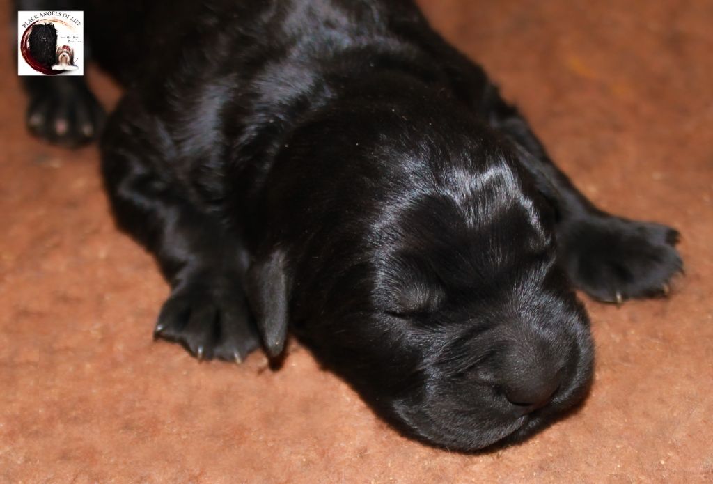 Black Of Angels Life - Chiot disponible  - Terrier noir