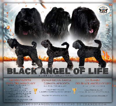 Black Of Angels Life - Terrier noir - Portée née le 25/12/2023