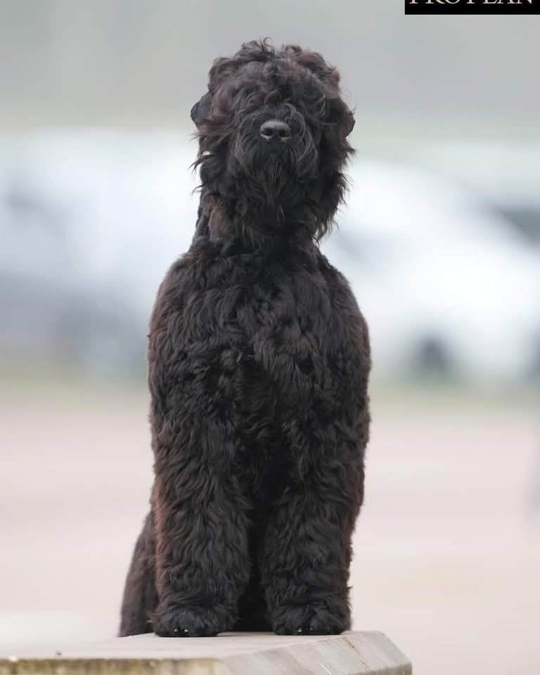 Une belle histoire d'amour Black Of Angels Life