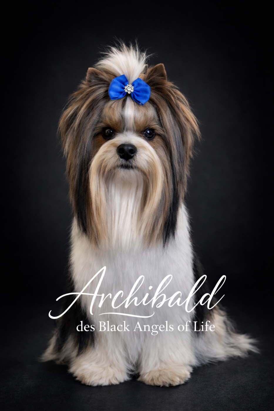 Archibald Black Of Angels Life