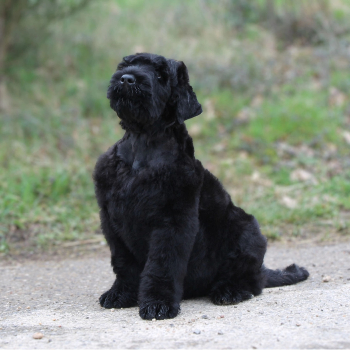 prochaine portée prevue 2026