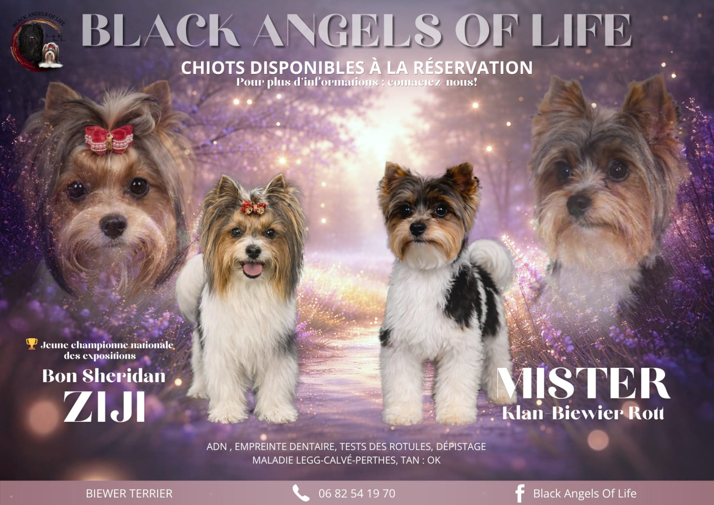 Les chiot de ziji sont nées !