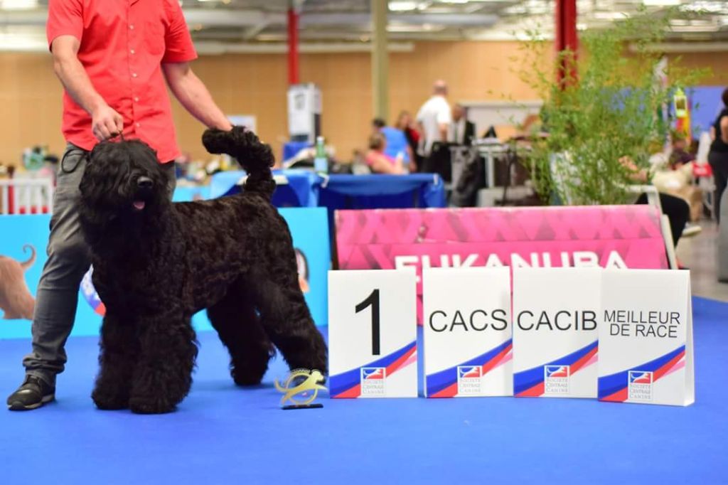 Black Of Angels Life - Championnat de France 2018