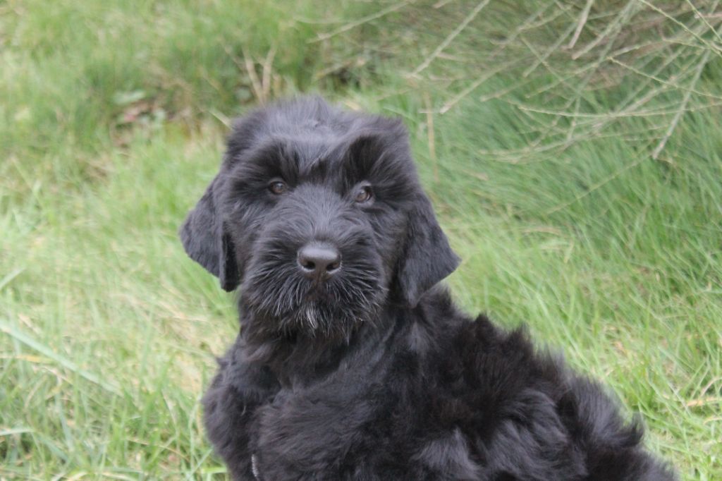 chiot