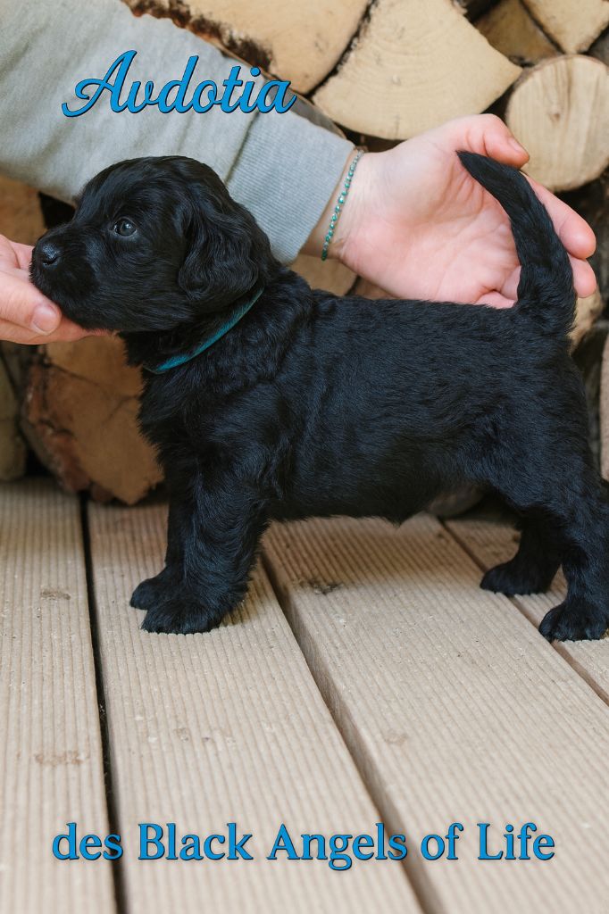 Black Of Angels Life - Chiots disponibles - Terrier noir