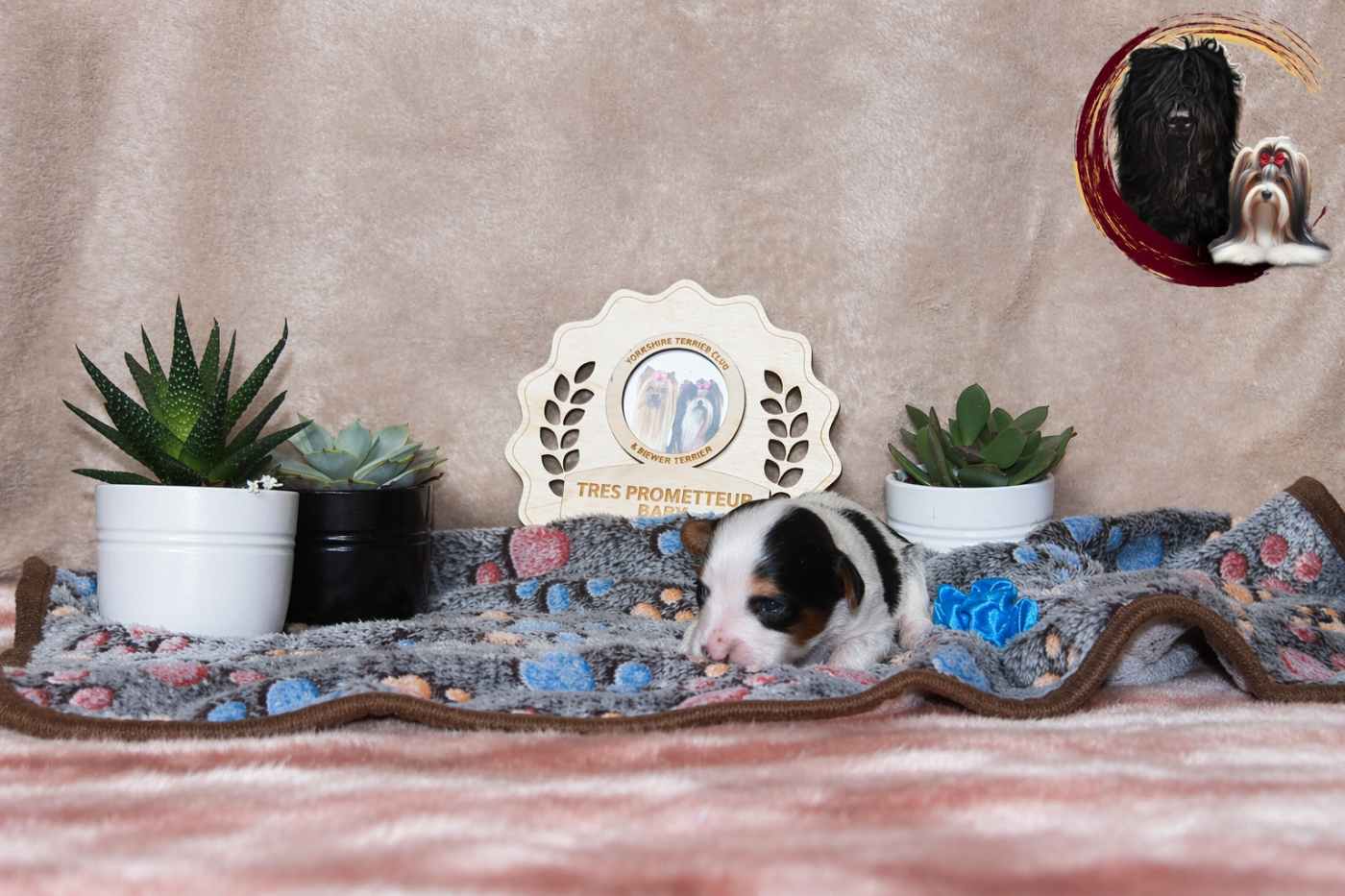 Black Of Angels Life - Chiots disponibles - Biewer Terrier