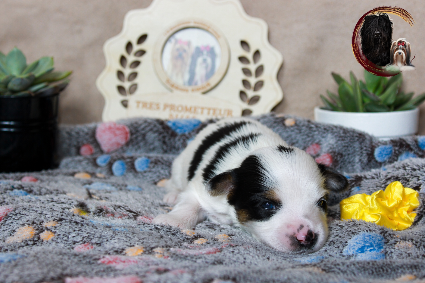 Black Of Angels Life - Chiots disponibles - Biewer Terrier