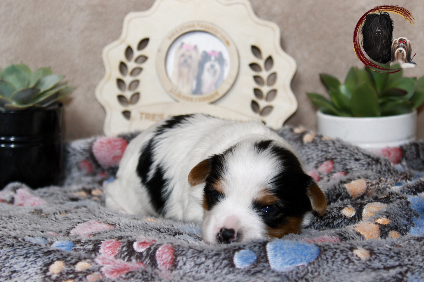 Black Of Angels Life - Chiots disponibles - Biewer Terrier