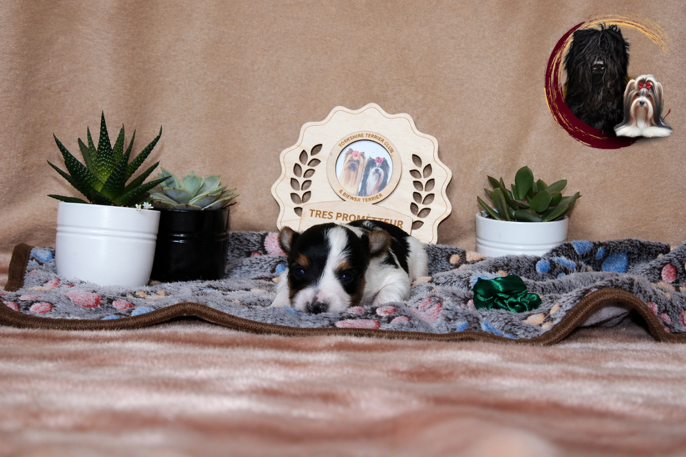 Black Of Angels Life - Chiots disponibles - Biewer Terrier