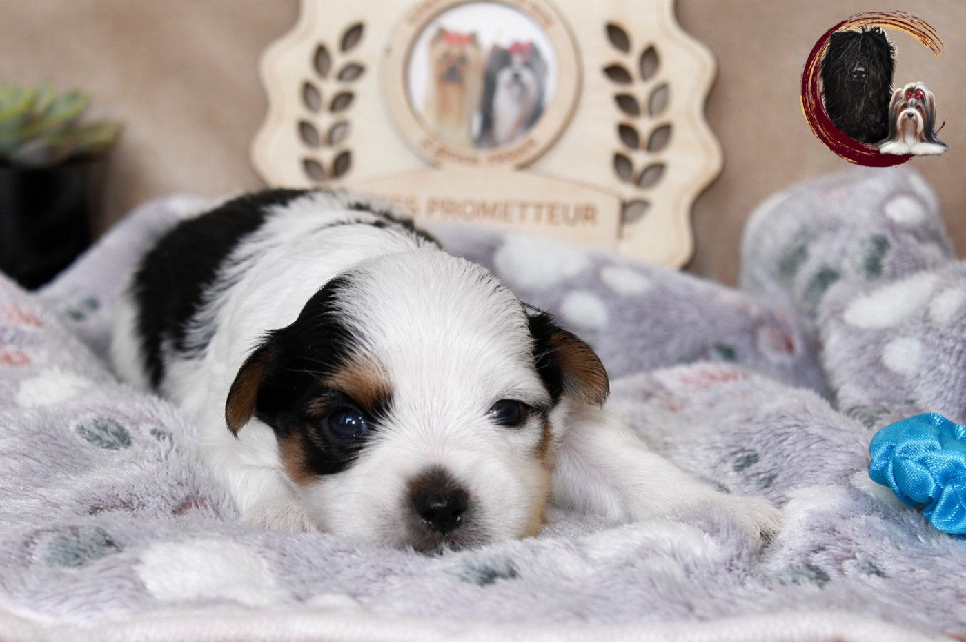 Black Of Angels Life - Chiots disponibles - Biewer Terrier