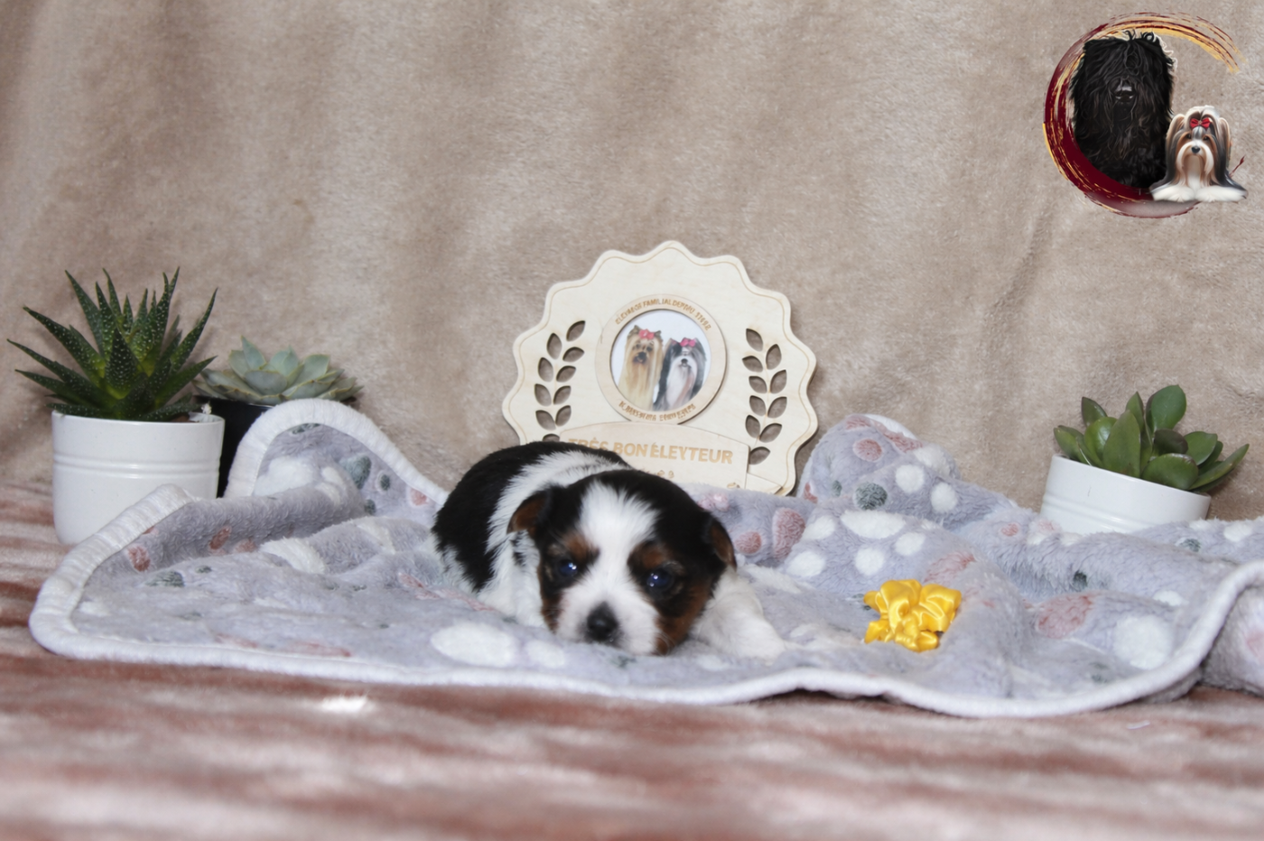 Black Of Angels Life - Chiots disponibles - Biewer Terrier