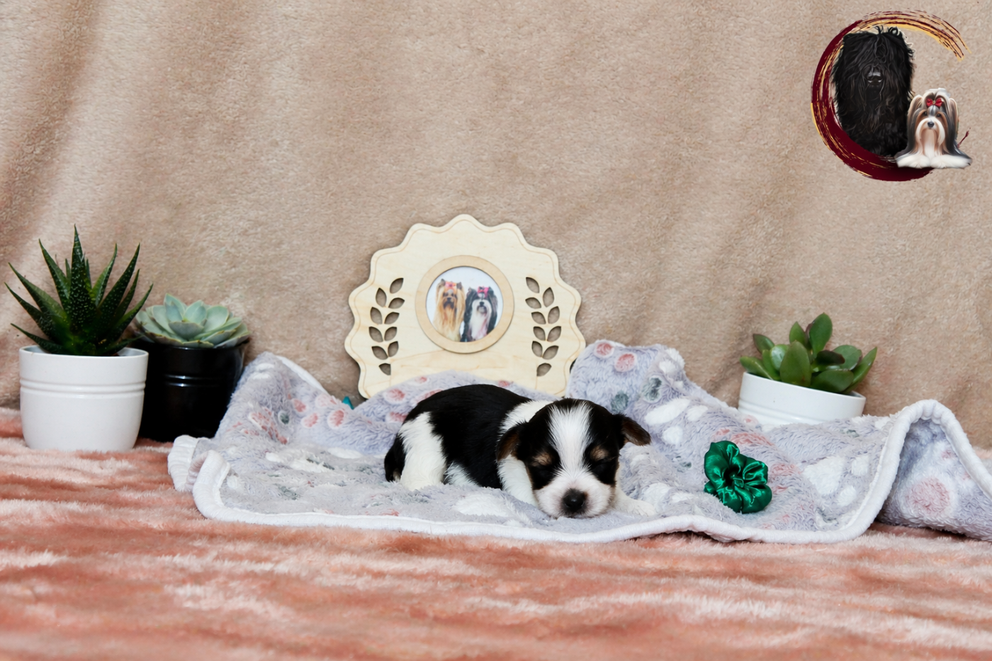 Black Of Angels Life - Chiots disponibles - Biewer Terrier