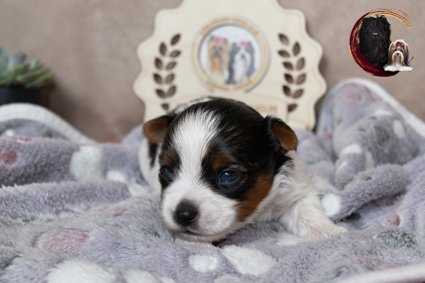 Black Of Angels Life - Chiots disponibles - Biewer Terrier