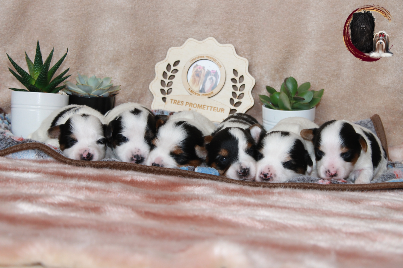 Chiot Biewer Terrier Black Of Angels Life