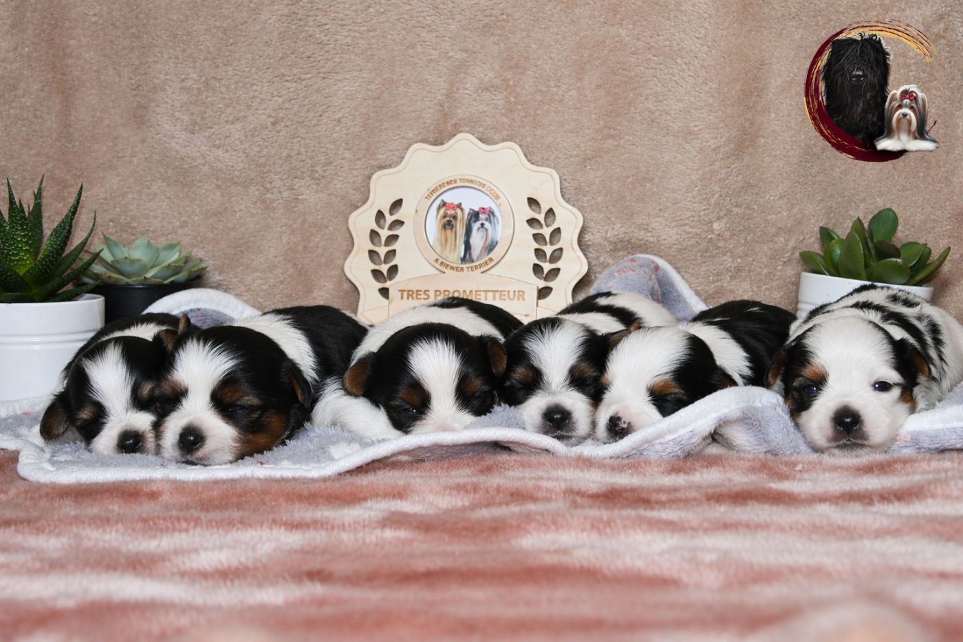 Chiot Biewer Terrier Black Of Angels Life