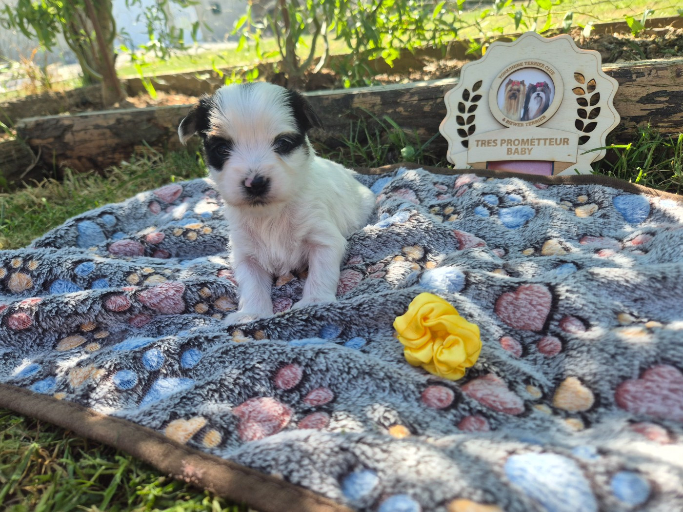 Black Of Angels Life - Chiots disponibles - Biewer Terrier