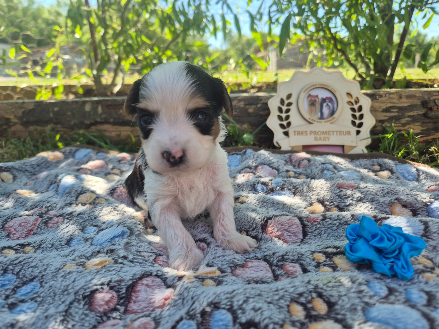 Black Of Angels Life - Chiots disponibles - Biewer Terrier