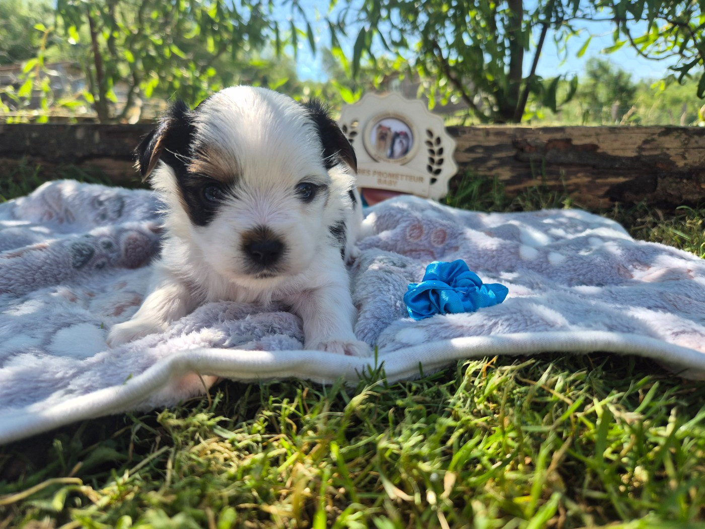 Black Of Angels Life - Chiots disponibles - Biewer Terrier