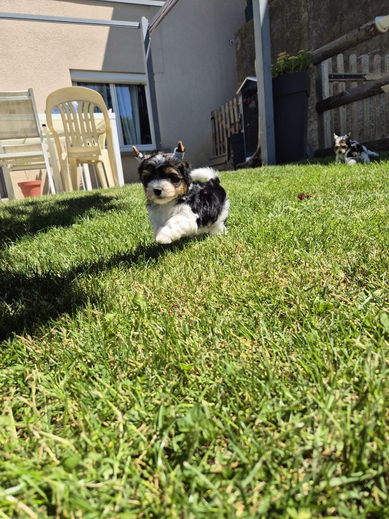 Black Of Angels Life - Chiots disponibles - Biewer Terrier