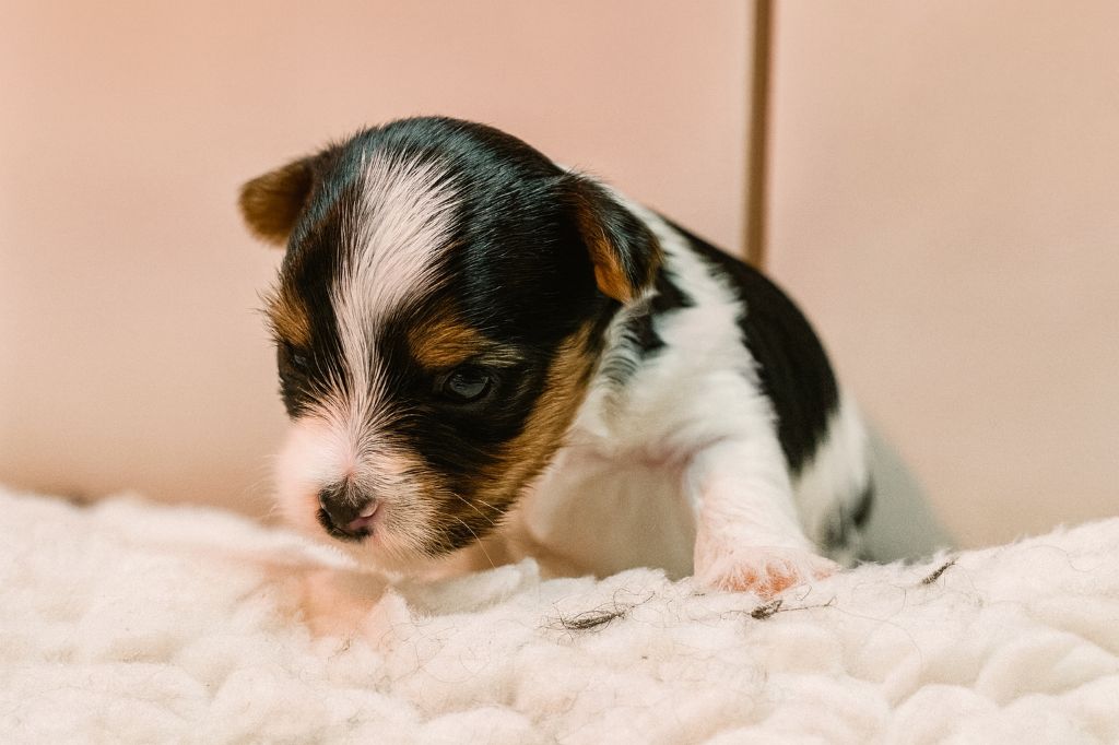 Black Of Angels Life - Chiots disponibles - Biewer Terrier