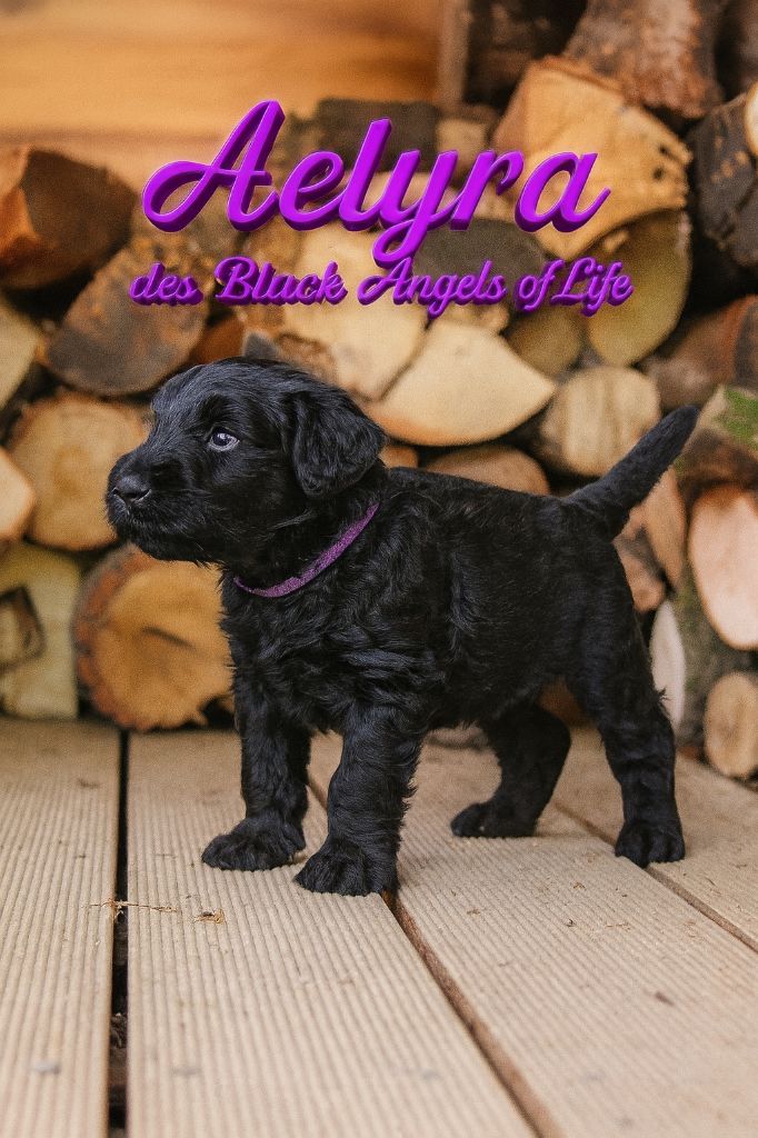 Black Of Angels Life - Chiots disponibles - Terrier noir