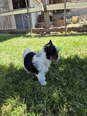 CHIOT