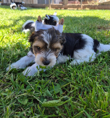 CHIOT