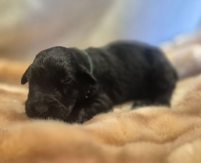 CHIOT