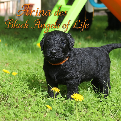 Arina des Black Angels of Life