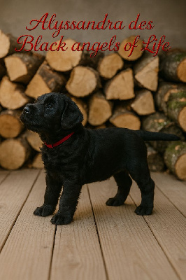 Alyssandra des Black angels of life