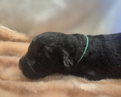 CHIOT