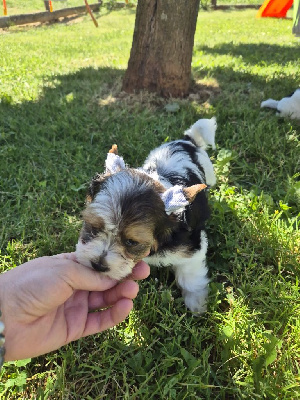 CHIOT