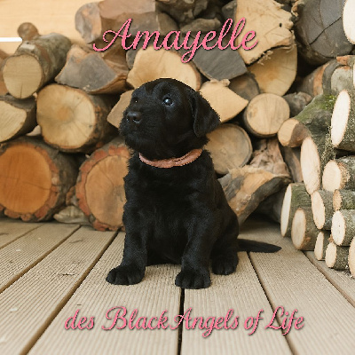 Amayelle des Black Angels of Life Rose