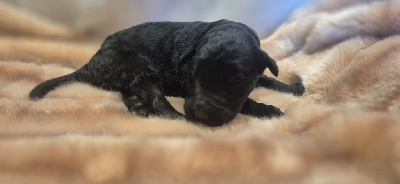 CHIOT