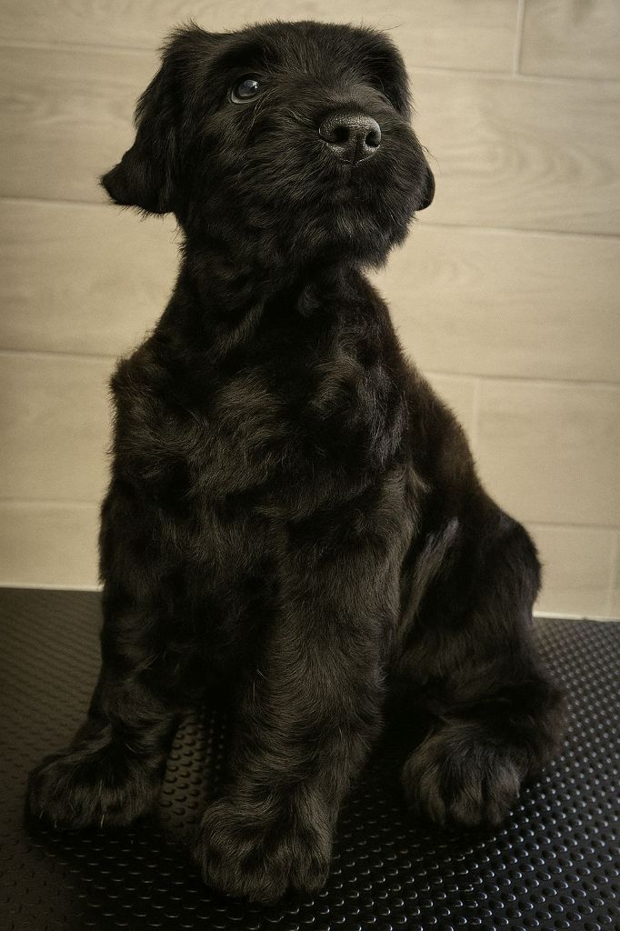 Black Of Angels Life - Chiots disponibles - Terrier noir