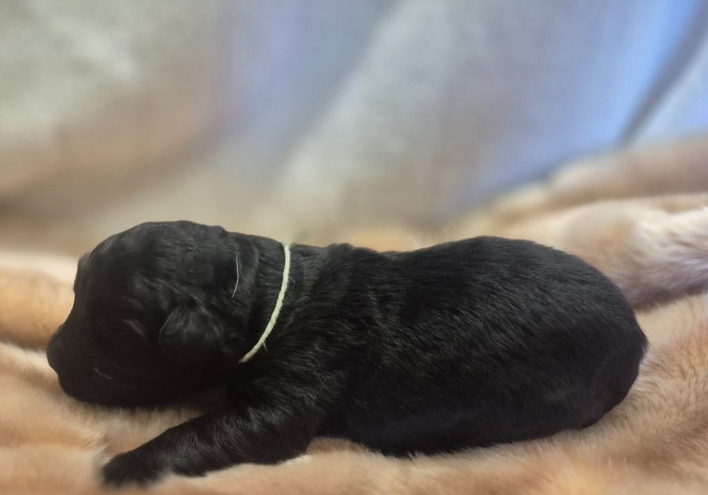 Black Of Angels Life - Chiots disponibles - Terrier noir