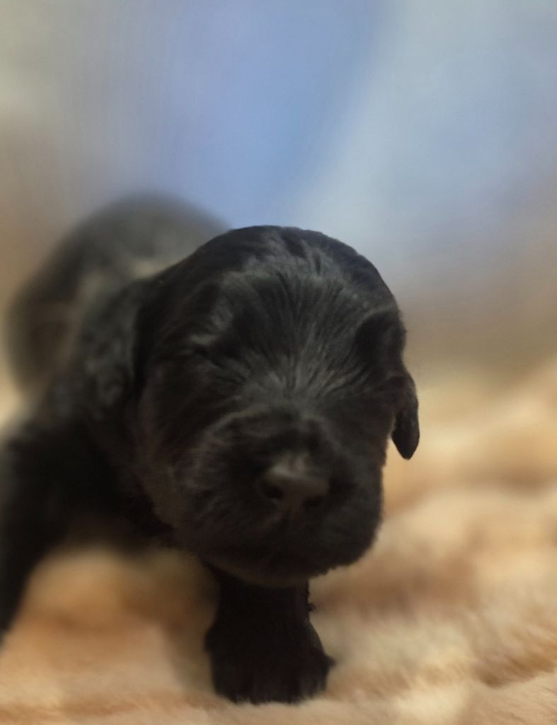 Black Of Angels Life - Chiots disponibles - Terrier noir