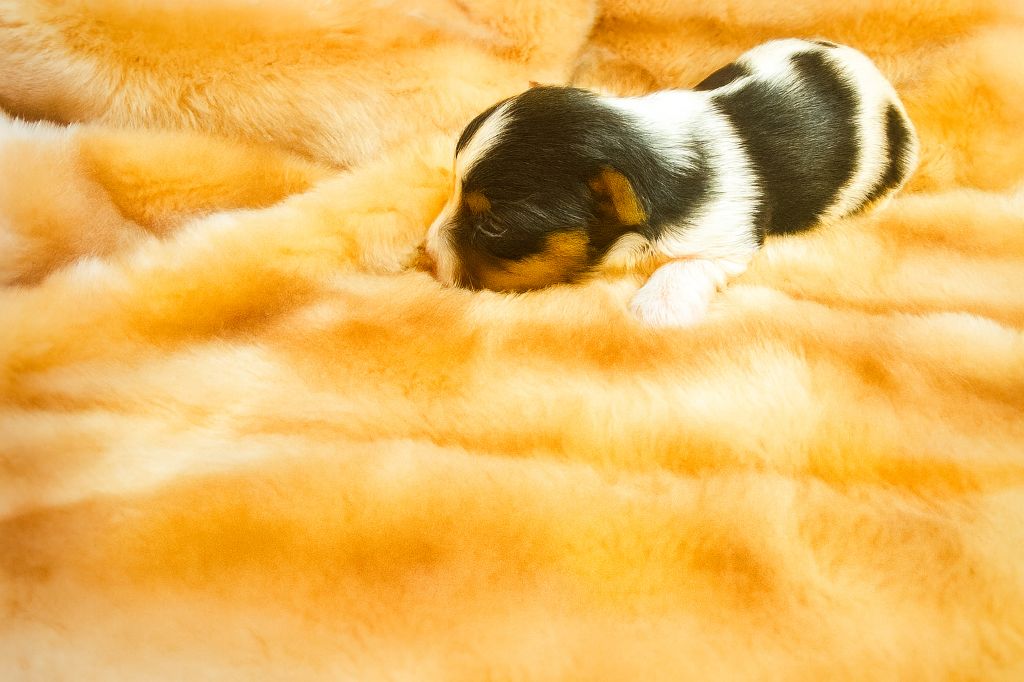 Black Of Angels Life - Chiots disponibles - Biewer Terrier