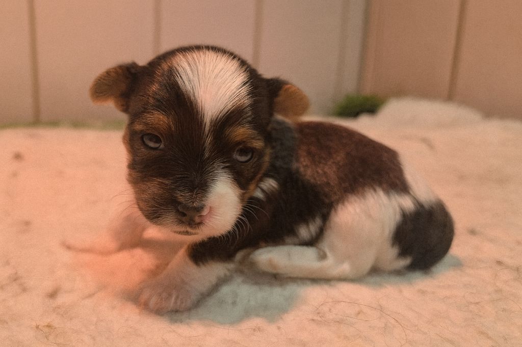 Black Of Angels Life - Chiots disponibles - Biewer Terrier